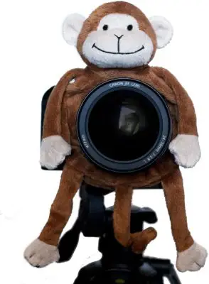 Shutter Huggers Monkey